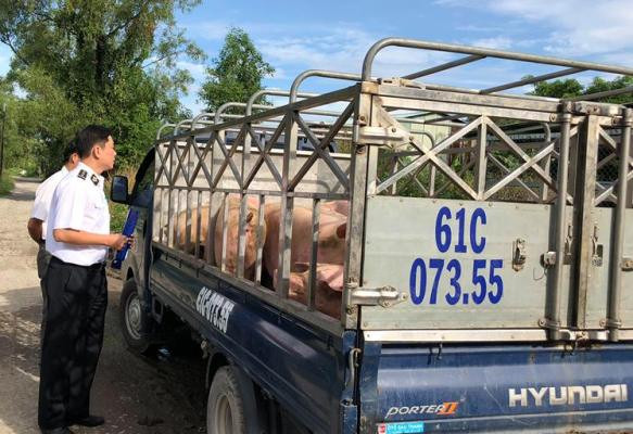 Thương lái 'chơi ép' người nuôi heo trước dịch tả châu Phi? ảnh 1