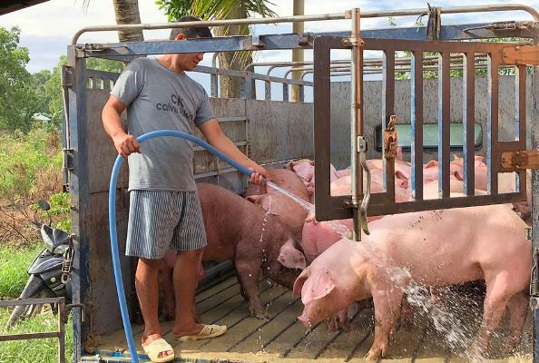 Thương lái 'chơi ép' người nuôi heo trước dịch tả châu Phi? ảnh 2