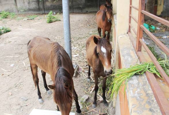 Hy hữu: Đàn ngựa hoang không chủ vô tư 'dạo phố' ở Bình Dương ảnh 3