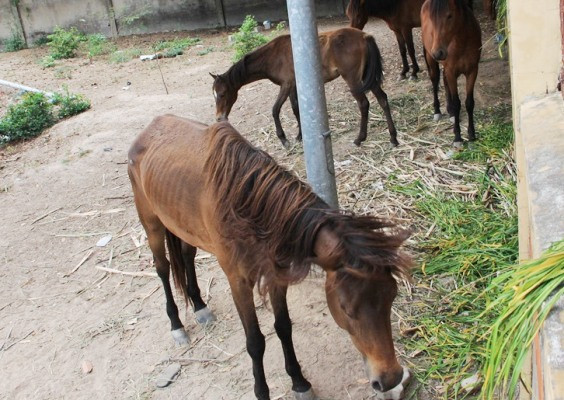 Hy hữu: Đàn ngựa hoang không chủ vô tư 'dạo phố' ở Bình Dương ảnh 1