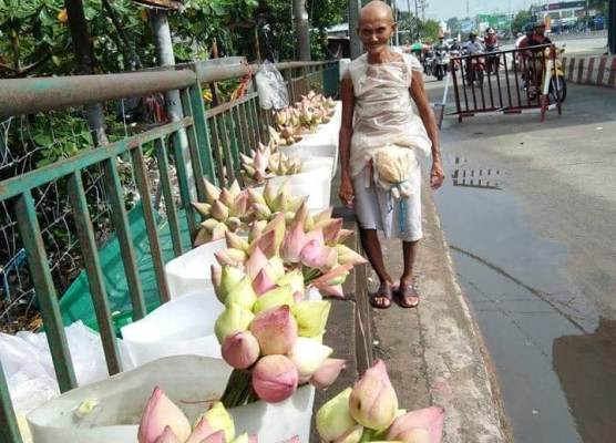 Cụ ông 85 tuổi và gánh hoa sen ấn tượng chiều 30 tết ảnh 1