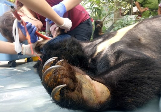 Giải cứu cặp gấu nặng gần 2,5 tạ ở Bình Dương về rừng ảnh 3