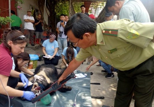 Giải cứu cặp gấu nặng gần 2,5 tạ ở Bình Dương về rừng ảnh 2