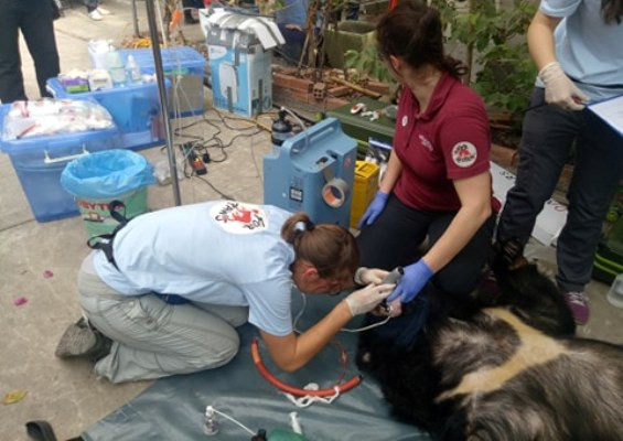 Giải cứu cặp gấu nặng gần 2,5 tạ ở Bình Dương về rừng ảnh 1