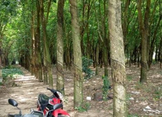 Cận cảnh khu đất khiến cựu Giám đốc sở Tài nguyên Bình Dương bị truy tố ảnh 2