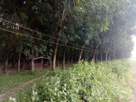 Cận cảnh khu đất khiến cựu Giám đốc sở Tài nguyên Bình Dương bị truy tố ảnh 3