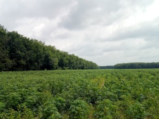 Cận cảnh khu đất khiến cựu Giám đốc sở Tài nguyên Bình Dương bị truy tố ảnh 4