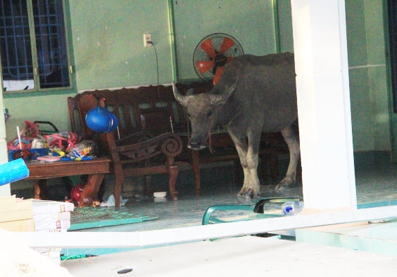 'Trâu điên' húc nhiều người nhập viện ở Bình Dương ảnh 1