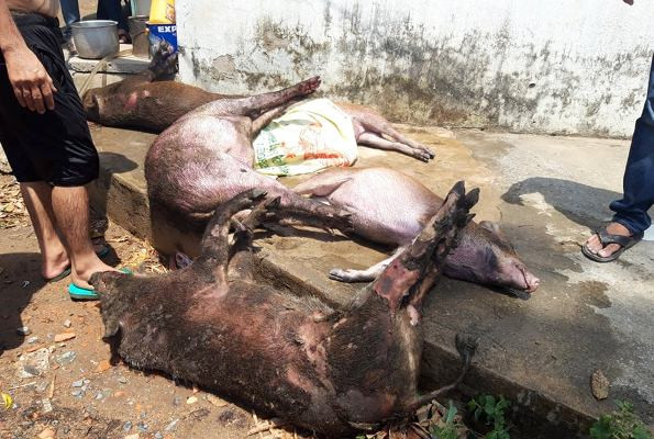 Công ty gỗ ở Bình Dương phát cháy dữ dội ảnh 2