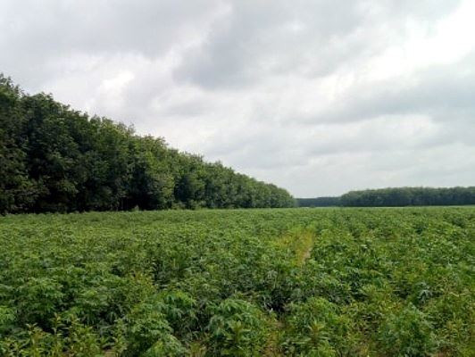 Xét xử vụ cựu Giám đốc Sở Tài nguyên gây thất thoát 131 tỷ đồng ảnh 4