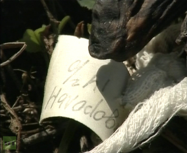 Những mã số trên mỗi hài nhi có thể là ngày tháng phá thai hoặc do mã vùng của bệnh viện