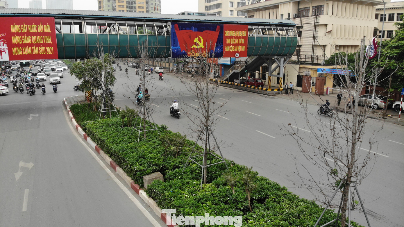 Trong thời gian hơn 2 năm trồng thử nghiệm tại Hà Nội, bước đầu cho thấy, cây chưa thích nghi với điều kiện khí hậu của Hà Nội.