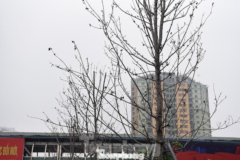 Hiện tại loạt cây phong lá đỏ trên trục Nguyễn Chí Thanh đa số đã héo khô