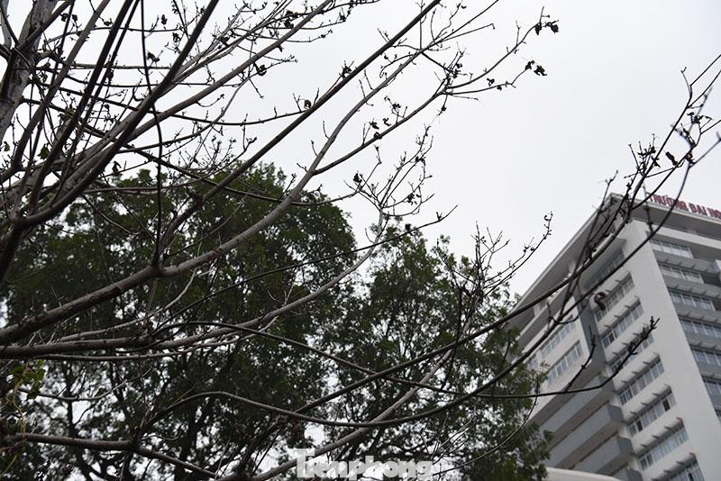 Sở Xây dựng Hà Nội cho hay UBND thành phố đã chấp thuận đề xuất thay thế cây phong trên dải phân cách tuyến phố Nguyễn Chí Thanh - Trần Duy Hưng bằng toàn bộ cây bàng lá nhỏ, đường kính thân 10- 15 cm; chiều cao vút ngọn 6- 8 m.