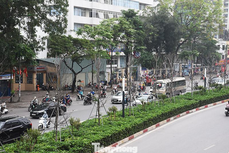 Sở Xây dựng Hà Nội cho biết, qua theo dõi hệ thống cây xanh trên địa bàn thành phố, cây phong trồng thử nghiệm trên dải phân cách tuyến phố Nguyễn Chí Thanh - Trần Duy Hưng sinh trưởng, phát triển kém.
