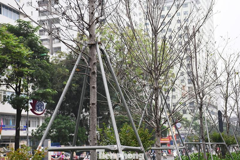 Phó Chủ tịch UBND thành phố Dương Đức Tuấn chấp thuận đề xuất của Sở Xây dựng Hà Nội về phương án thay thế cây phong trên dải phân cách tuyến phố Nguyễn Chí Thanh - Trần Duy Hưng