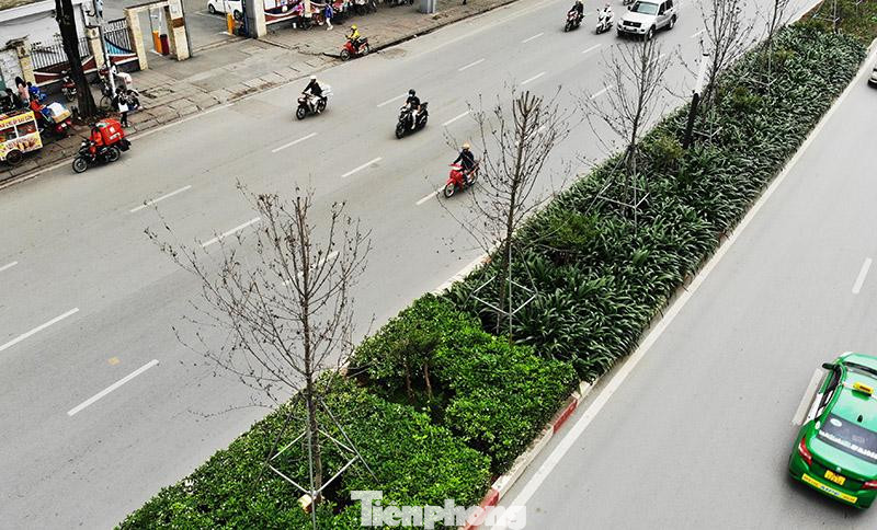 Trong đó, có 45 cây đã chết, làm ảnh hưởng đến cảnh quan của tuyến phố. Trong số 217 cây sống, hiện trạng các cây sinh trưởng, phát triển kém.