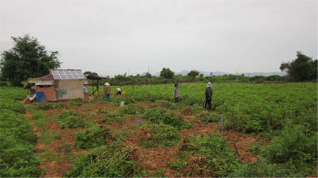Ruộng đậu phộng gia đình ông Lương, nơi ứng dụng hệ thống pin mặt trời, trong ngày thu hoạch.