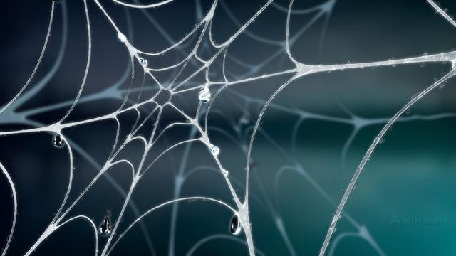 Không có 'tai', loài nhện dùng cách nào để 'nghe ngóng' và săn bắt mồi? - Ảnh 2.