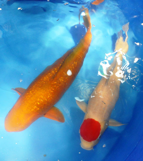 Ginrin Red Chagoi (trái) là cá chép Koi 
