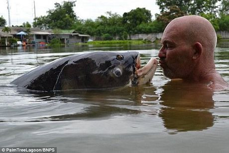 Bắt được con cá chép nặng hơn 70 kg ảnh 4