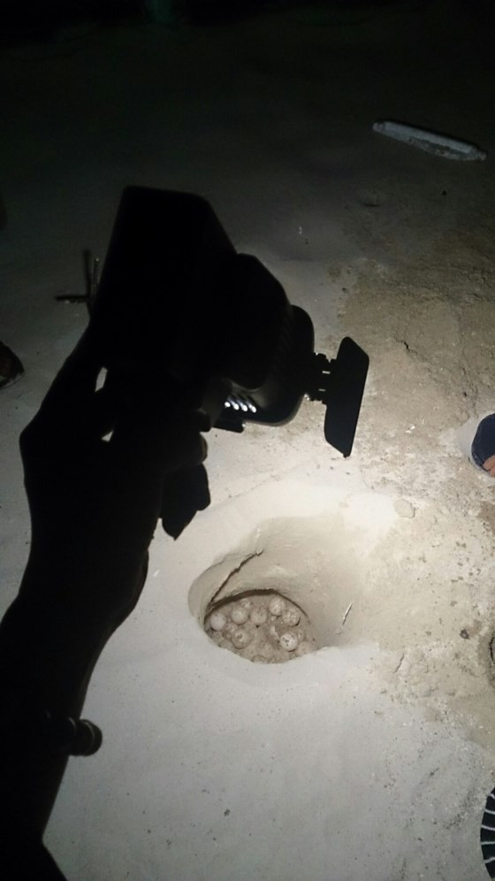 Rùa biển dài 1m lên bờ Hòn Cau đẻ hơn trăm trứng ảnh 2