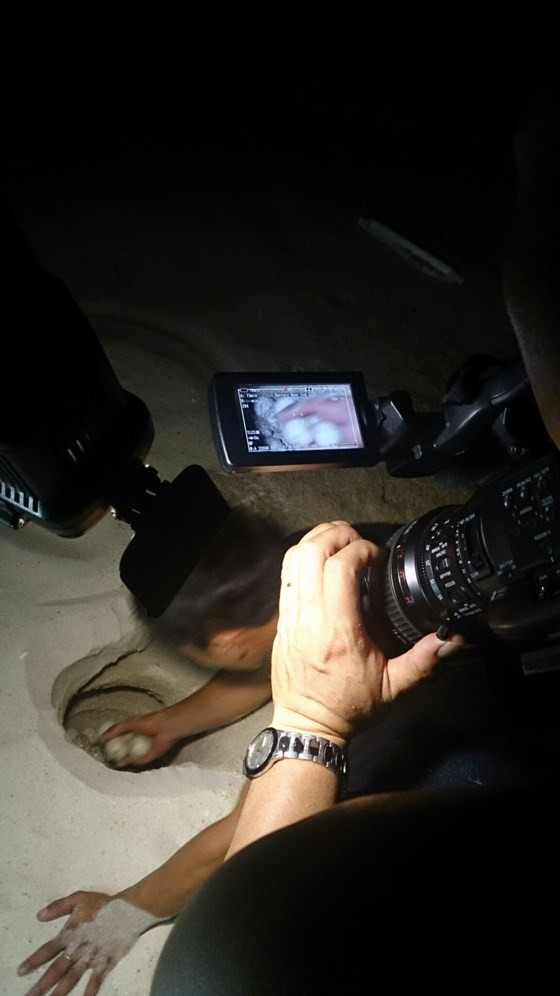 Rùa biển dài 1m lên bờ Hòn Cau đẻ hơn trăm trứng ảnh 3