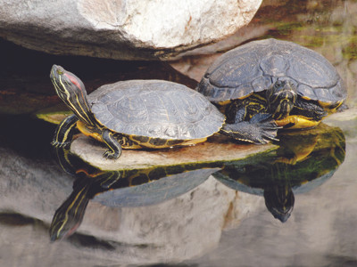 Dù tất cả chỉ là phỏng đoán, mọi ý kiến đều thống nhất phải xử lý rùa tai đỏ lập tức. Dù tất cả chỉ là phỏng đoán, mọi ý kiến đều thống nhất phải xử lý rùa tai đỏ lập tức.