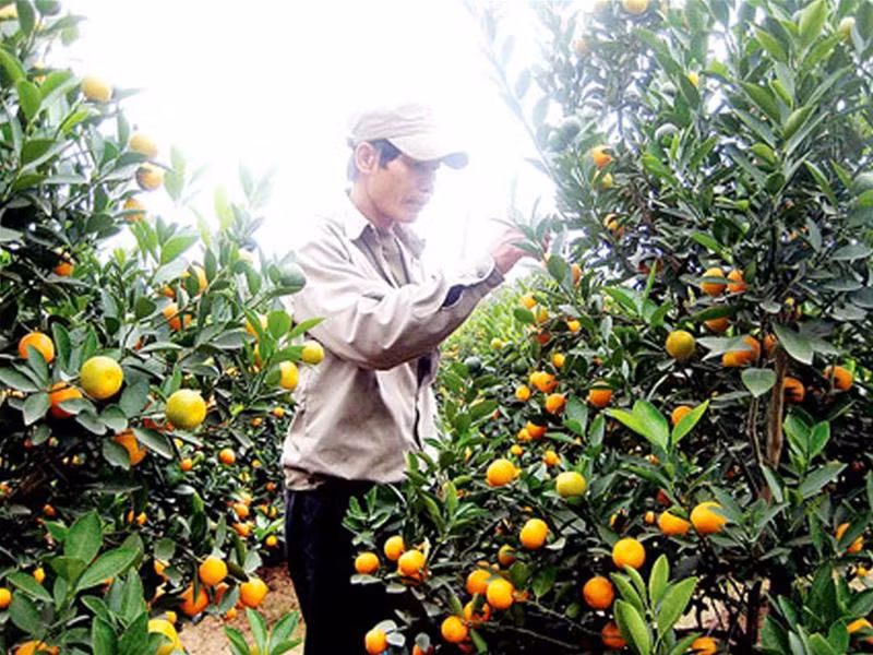 Ảnh minh họa Ảnh minh họa