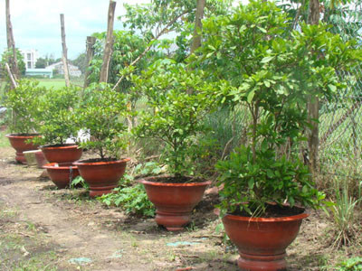 Các chậu cây Thần Kỳ (xã Tân Xuân, huyện Hóc Môn, TPHCM) đang chờ khách đến mua dịp Tết Tân Mão 