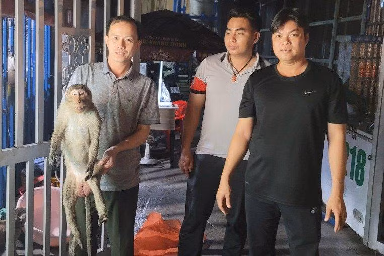 Chú khỉ đuôi dài bị điện giật bất tỉnh được người dân giải cứu và bàn giao cho cơ quan chức năng. Chú khỉ đuôi dài bị điện giật bất tỉnh được người dân giải cứu và bàn giao cho cơ quan chức năng.