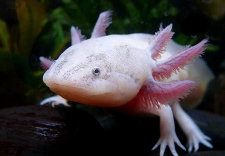 Giống Axolotl nổi tiếng với khả năng tái tạo các chi bị tổn thương. Điều này khiến chúng được các nhà khoa học quan tâm đặc biệt