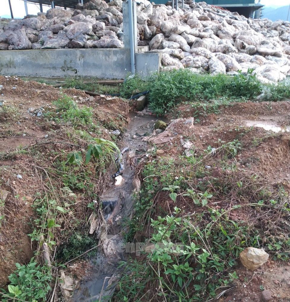 Nước thải từ bãi tập kết mủ cao su thải ra môi trường. Nước thải từ bãi tập kết mủ cao su thải ra môi trường.