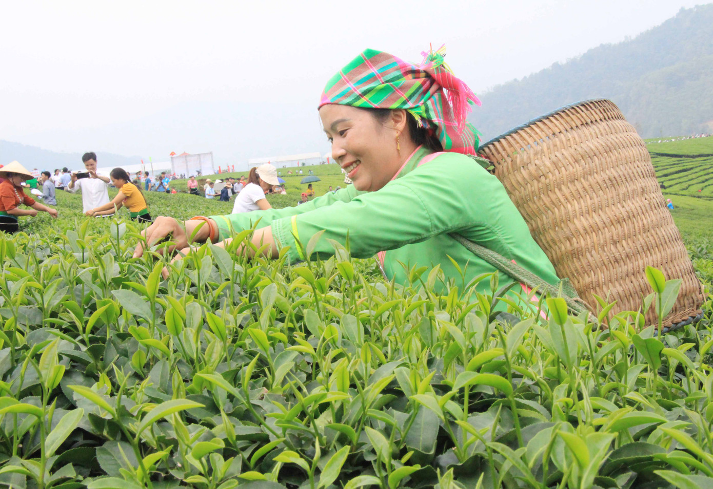 Đến với Tân Uyên, du khách sẽ được trải nghiệm hái chè bằng tay cùng người dân nơi đây.