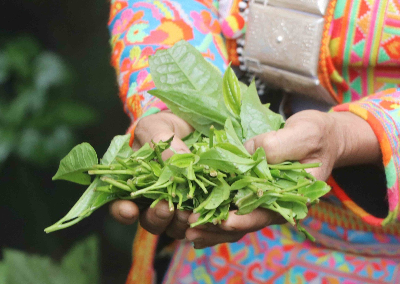 Từ năm 2015, một số hộ dân trên địa bàn xã Mồ Sì San đã lên rừng hái những búp chè cổ thụ tươi về sao thủ công. Đến năm 2019, Hợp tác xã Biên Cương thành lập, là đơn vị đầu tiên ở huyện Phong Thổ thu mua, chế biến búp chè cổ thụ tươi bằng máy móc hiện đại thành những sản phẩm trà nổi tiếng thơm ngon và đem lại giá trị kinh tế cao.