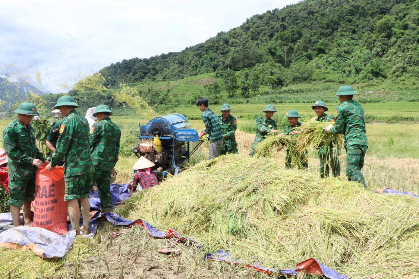 Cán bộ, chiến sĩ Biên phòng Lai Châu giúp nhân dân thu hoạch lúa.