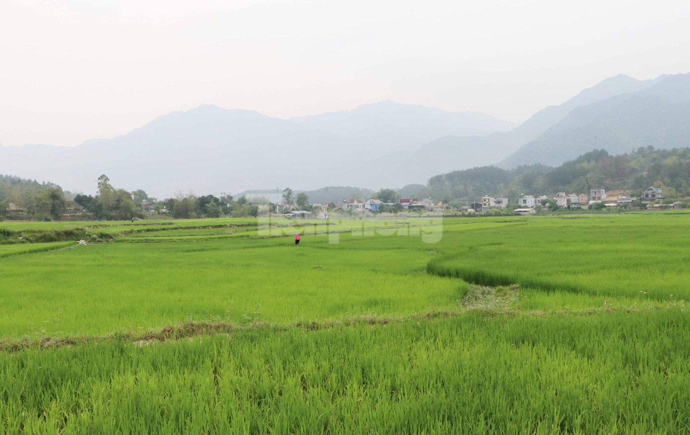 Một góc cánh đồng Mường Than - một trong 4 cánh đồng lớn ở vùng Tây Bắc.