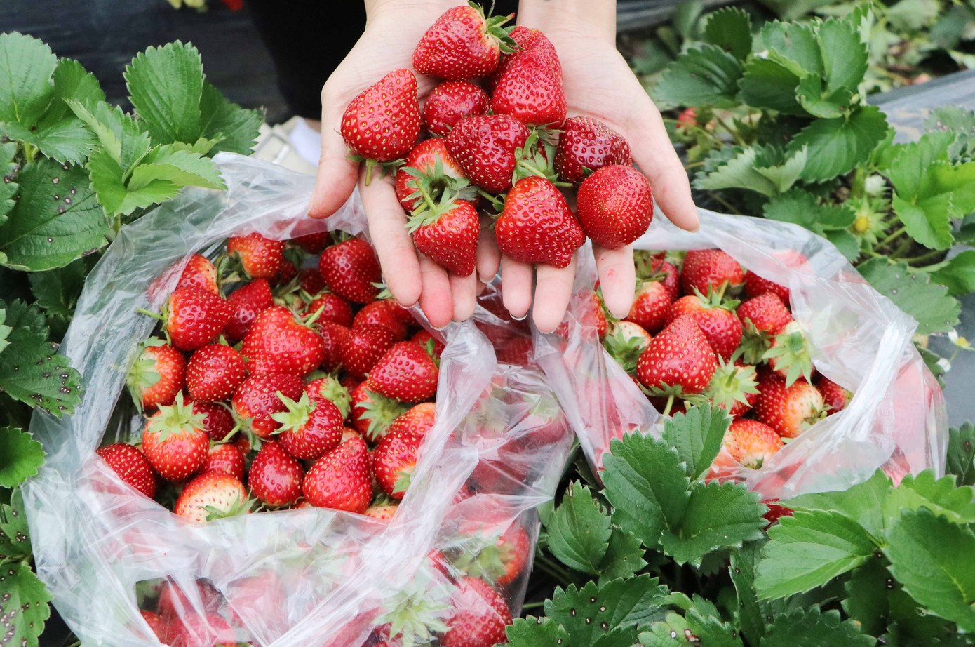 Cây dâu tây phù hợp với khí hậu, thổ nhưỡng địa phương nên cho quả to, mọng và ngọt.