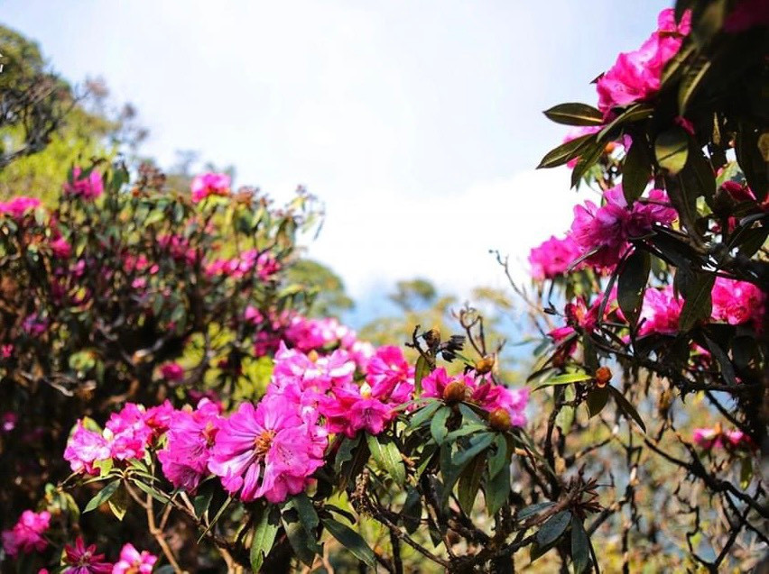 Thời điểm cuối tháng 2 đến tháng 4 là mùa hoa Đỗ Quyên nở rực tím cả triền núi.