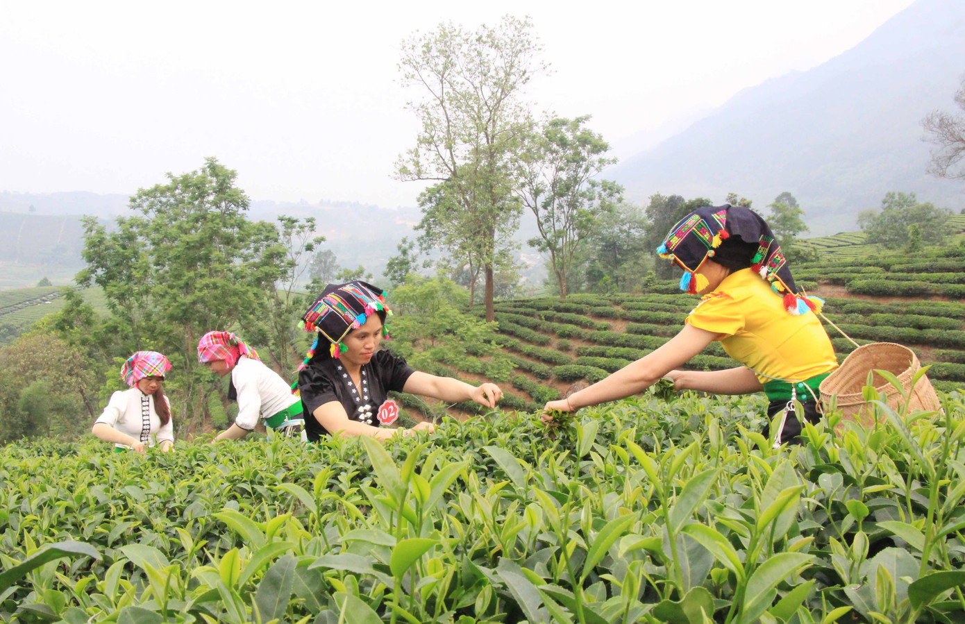 Khoảng 10 năm trở lại đây, cây chè được ví như "vàng xanh" mang lại thu nhập cao cho người dân.