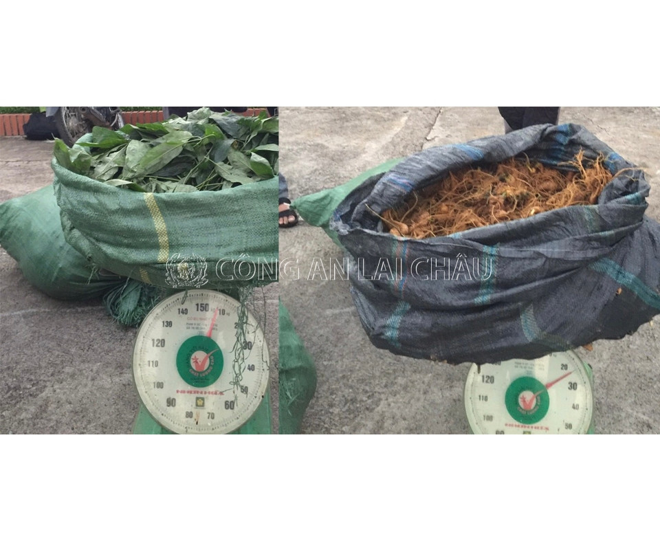 Tang vật được cơ quan điều thu giữ. Ảnh: Công an tỉnh Lai Châu. Tang vật được cơ quan điều thu giữ. Ảnh: Công an tỉnh Lai Châu.