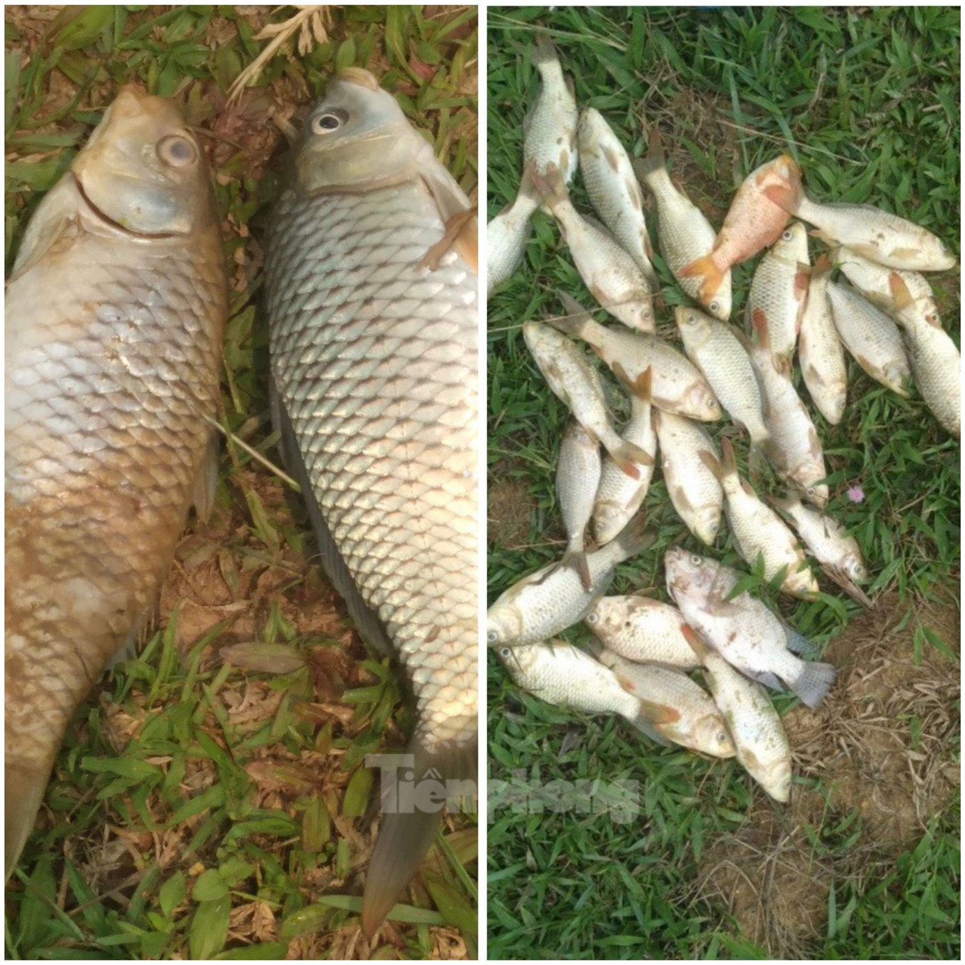 Cá của gia đình anh Tao Văn Hung (bản Phiêng Chá) bị chết liên tục. Cá của gia đình anh Tao Văn Hung (bản Phiêng Chá) bị chết liên tục.