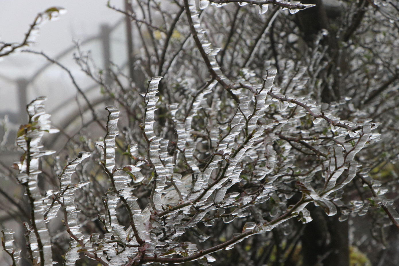 Từng ngọn cây, cành cỏ xuất hiện băng trắng xóa.