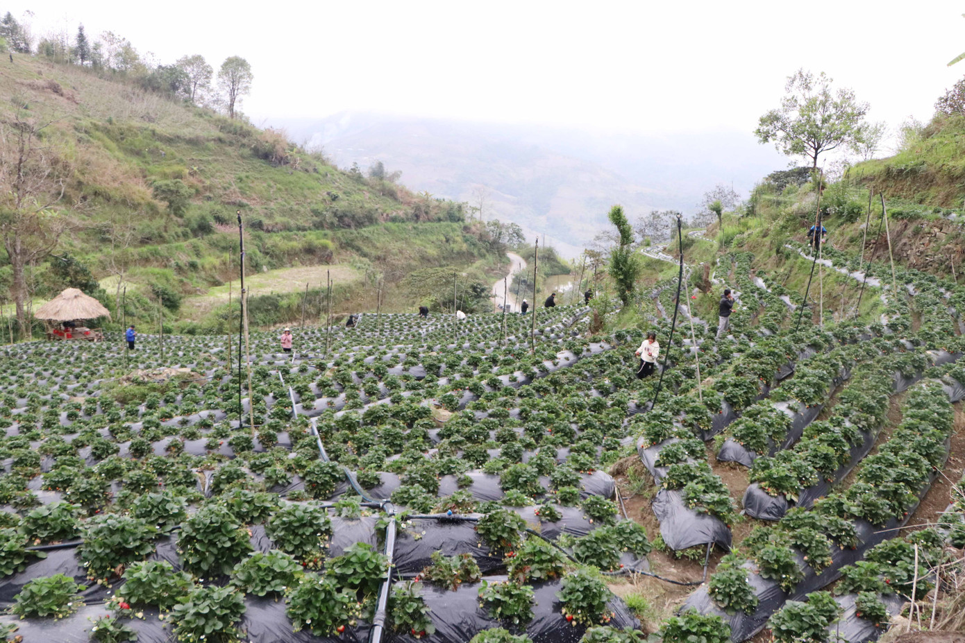Vườn dâu tây của anh Giàng A Chứ với diện tích gần 1ha mỗi ngày cho thu nhập 6 triệu đồng.