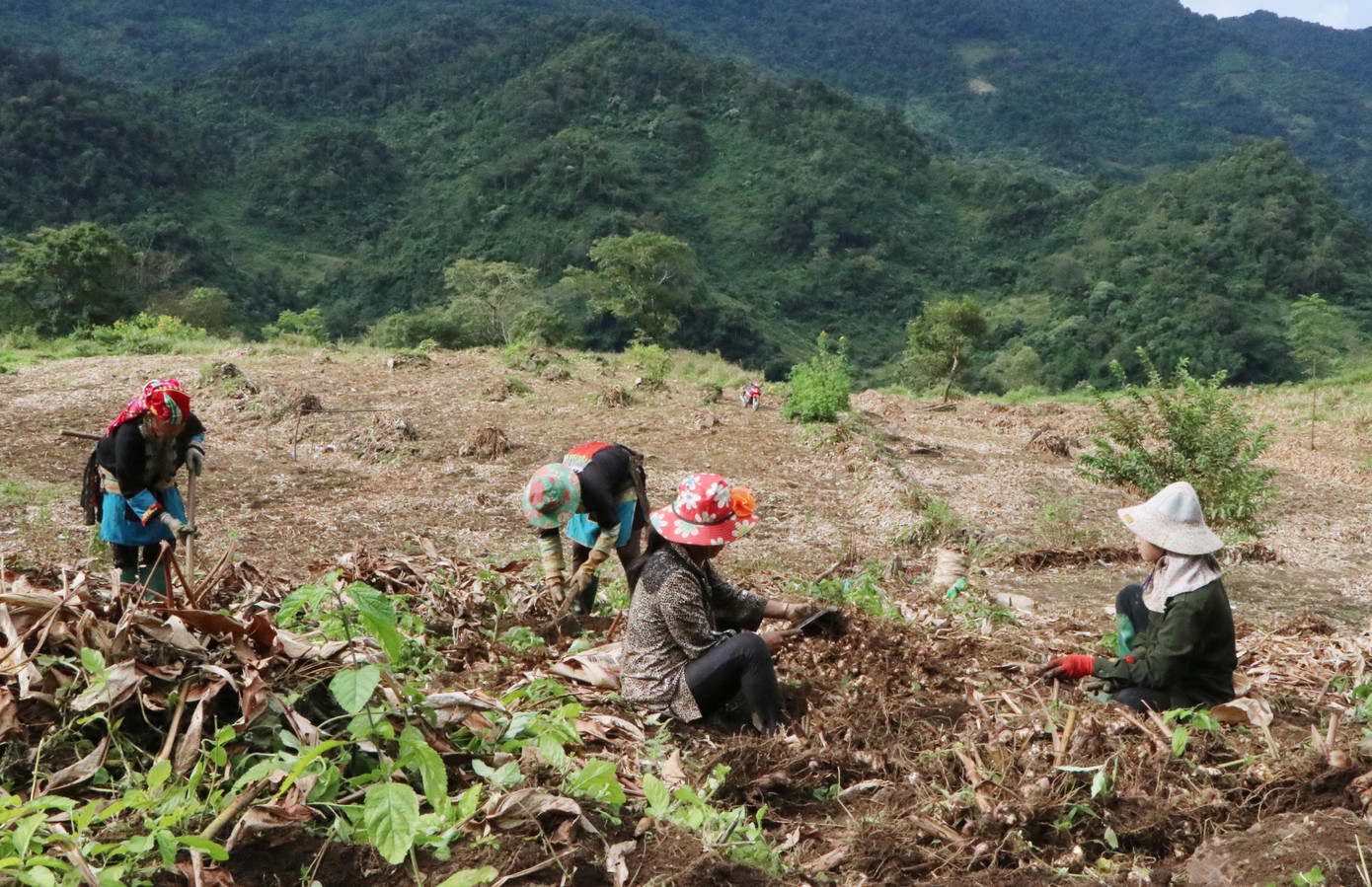 Người dân xã Lản Nhì Thàng, huyện Phong Thổ tập trung thu hoạch dong riềng.