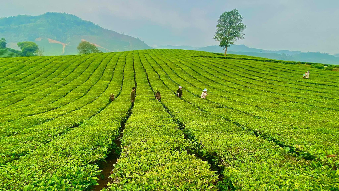 Chè là cây mũi nhọn, cây làm giàu, đưa Tân Uyên trở thành vùng trọng điểm có diện tích chè lớn nhất tỉnh Lai Châu.