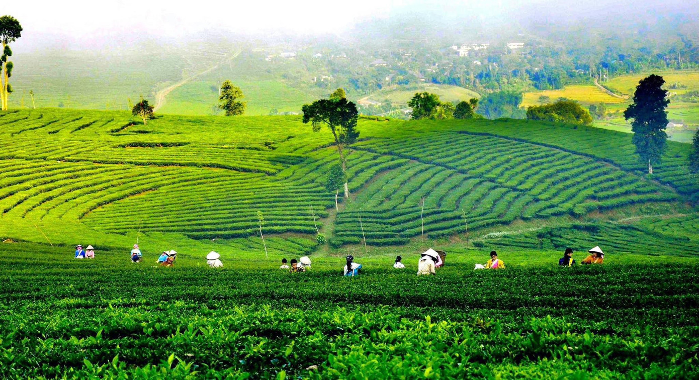 Cây chè mang lại sự đổi thay cho đất và người Tân Uyên.