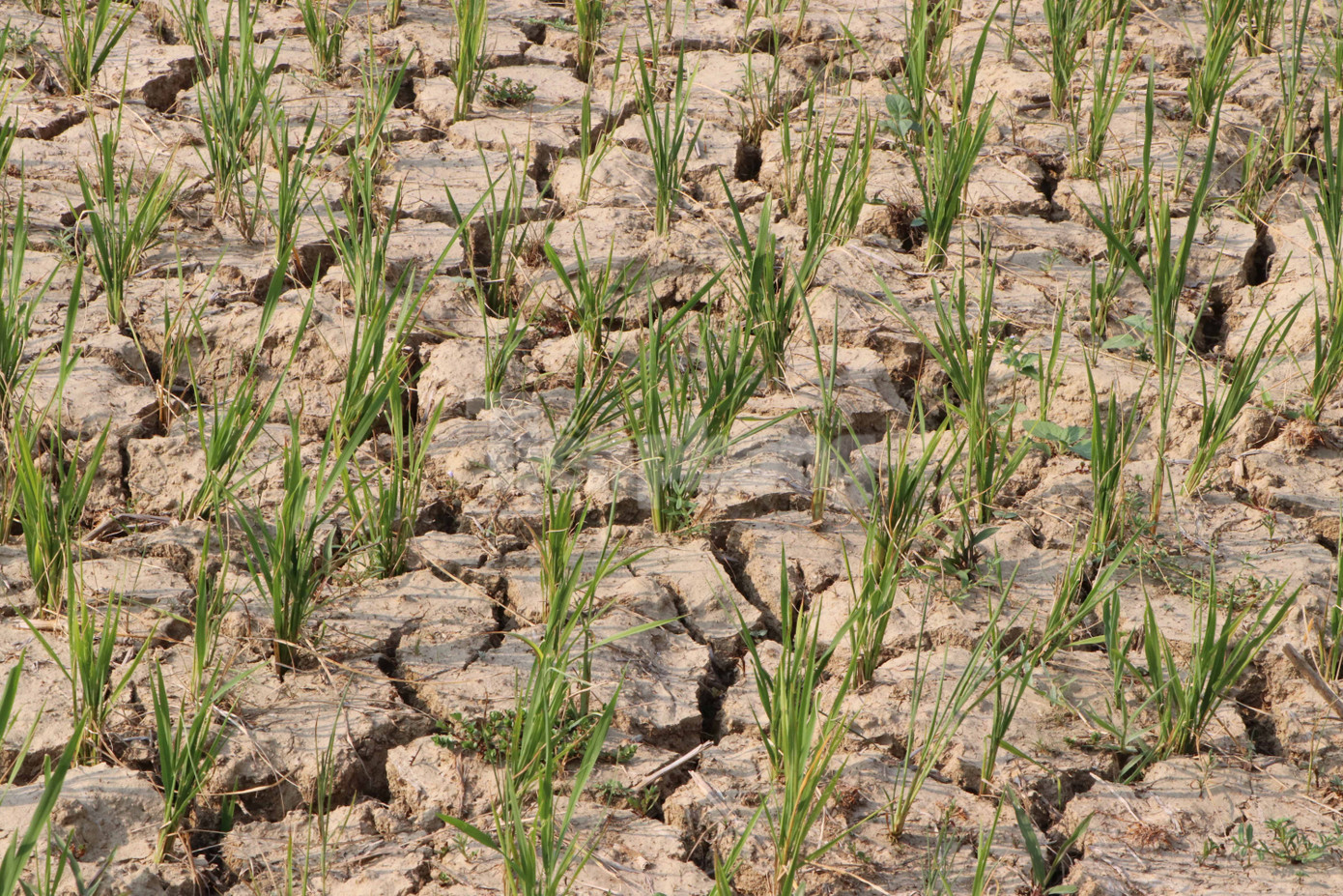 Nhiều diện tích lúa trên địa bàn huyện Than Uyên bị nứt nẻ do thiếu nước trầm trọng.