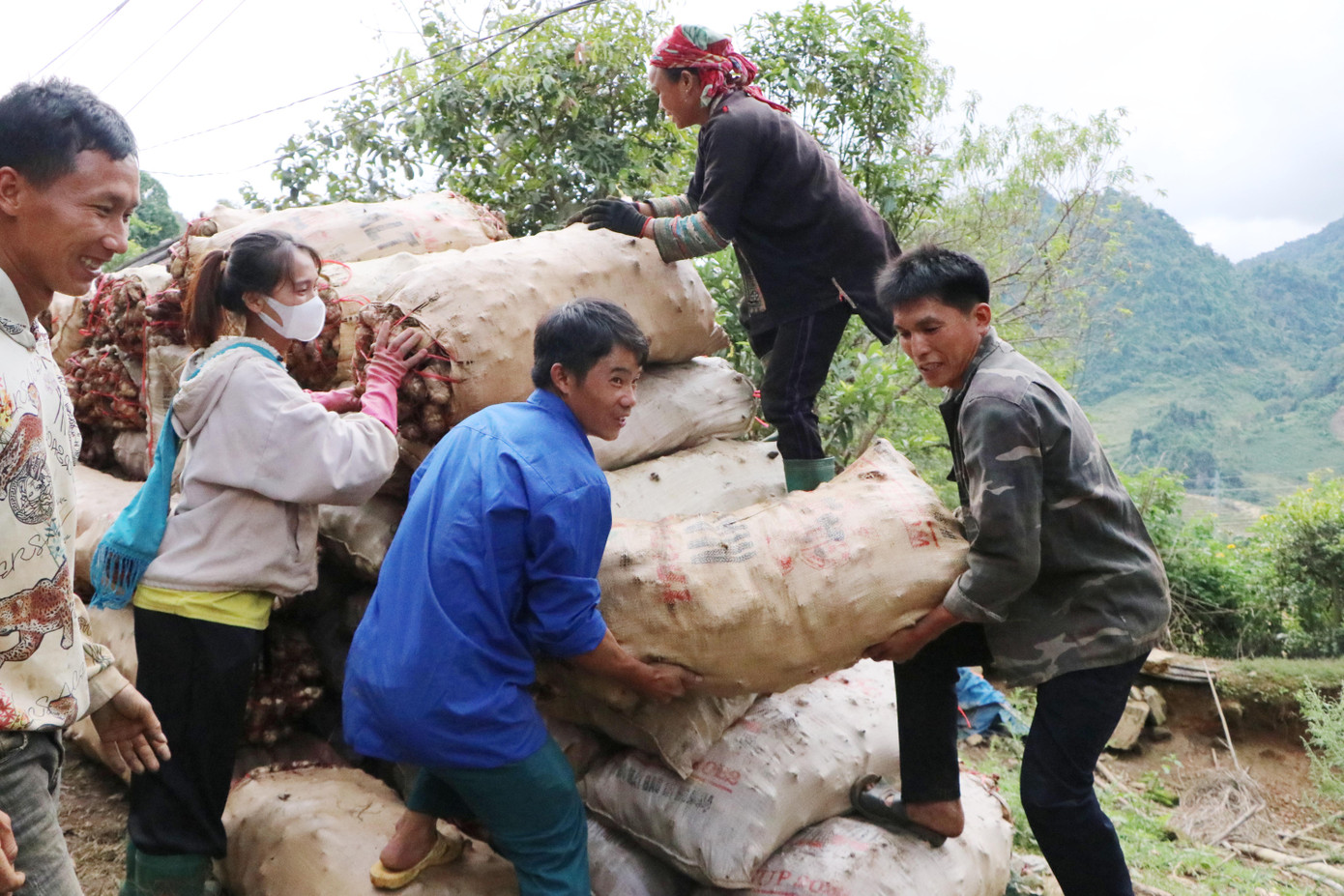 Người dân xã Lản Nhì Thàng, huyện Phong Thổ phấn khởi bán giá dong riềng cao.