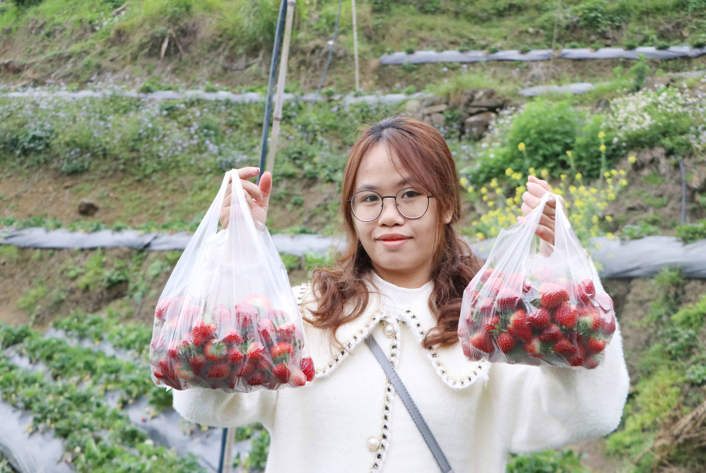 Du khách thích thú khi được tận tay hái dâu mang về làm quà.